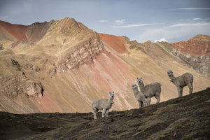 Alpacas standing on ridgeline  with colorful mountain in the background