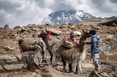 Sherpas with EVOC bag loaded on alpaca 